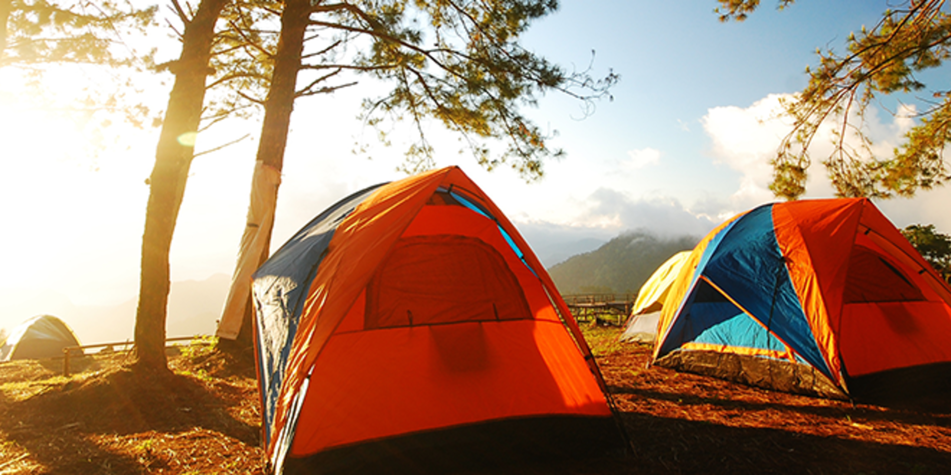 Colorful camping tents on forest edge in sunlight