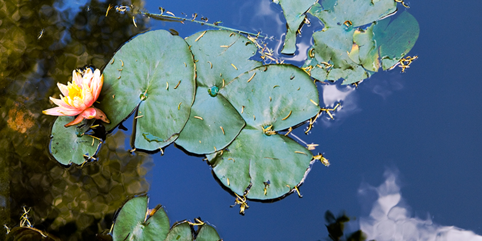 Lilly pads and a blossom floating on the pond at Kingscote Gardens.