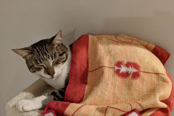 Cat wrapped in Stanford blanket