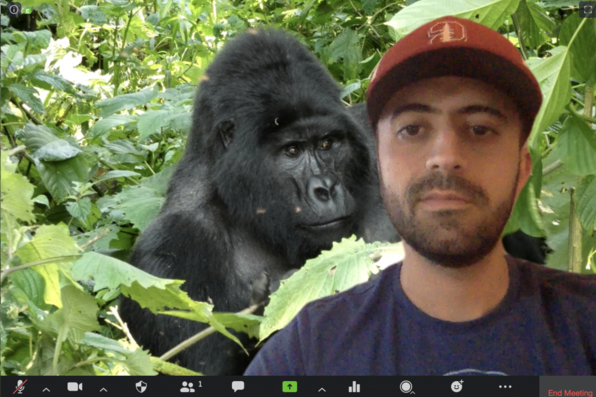 Erfan Mojaddam with virtual background of gorilla