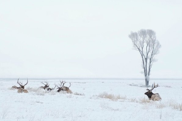 Elk in a snowy reserve
