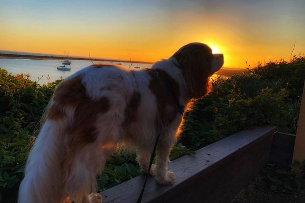 Dog looking into the sunset