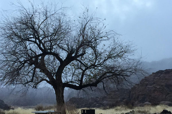 Tree on a foggy day