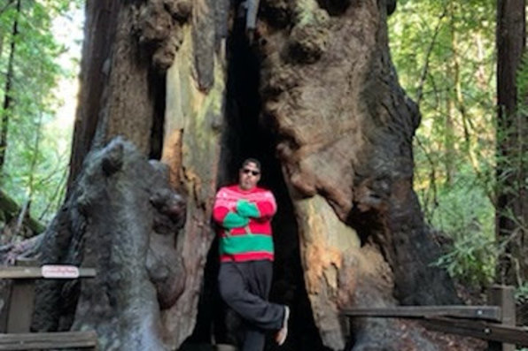 Woman standing in a big redwood tree
